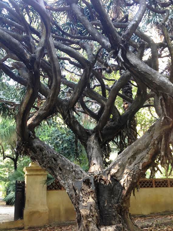 Palermo-Jardín Botánico3